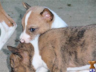 Basenji Puppies for Sale