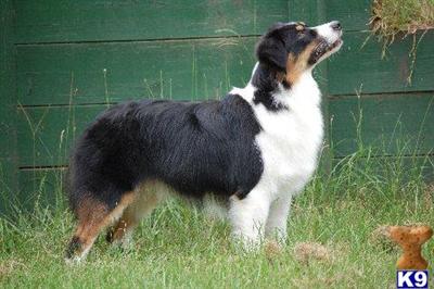Australian Shepherd Puppies for Sale