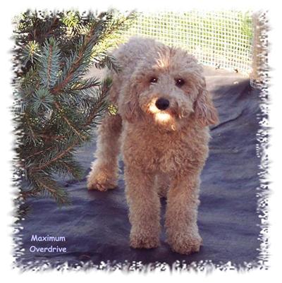 Stud Dogs - Labradoodle