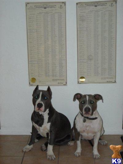 Staffordshire Bull Terrier Puppies for Sale
