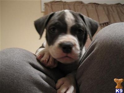 Staffordshire Bull Terrier Puppies for Sale