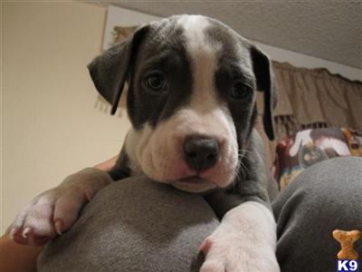 Staffordshire Bull Terrier Puppies for Sale