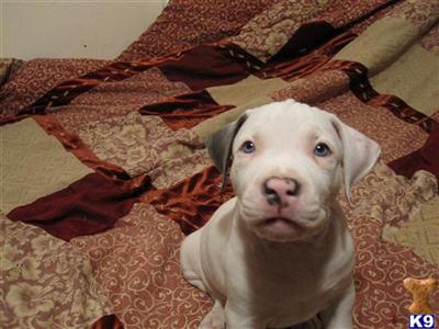 Staffordshire Bull Terrier Puppies for Sale