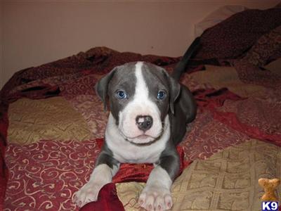 Staffordshire Bull Terrier Puppies for Sale