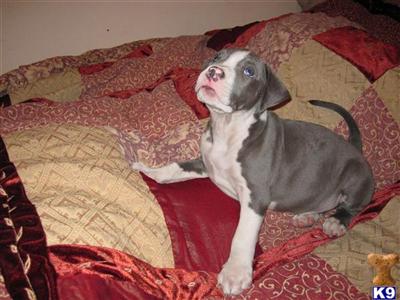 Staffordshire Bull Terrier Puppies for Sale