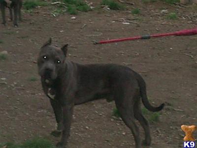 Stud Dogs - American Pit Bull