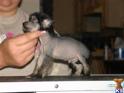 Chinese Crested Puppies for Sale