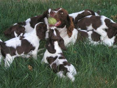 English Springer Spaniel Puppies for Sale