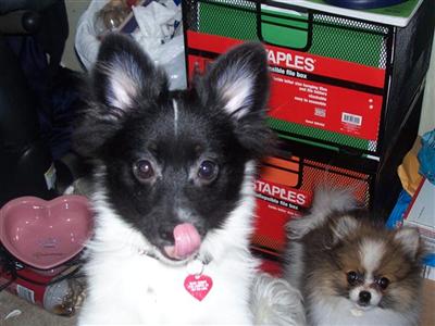 Puppies in VA