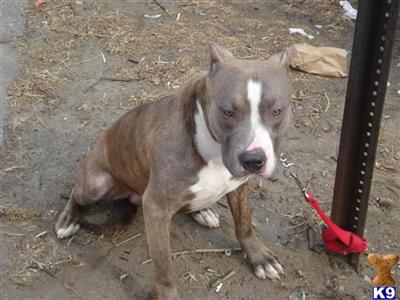 Dogs for Sale