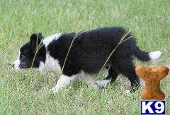 Border Collie Puppies for Sale