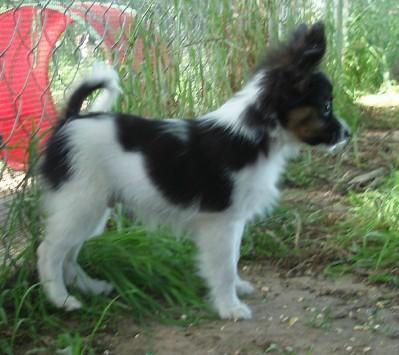 Papillon Puppies for Sale