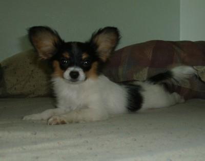 Papillon Puppies for Sale
