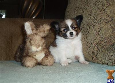 Papillon Puppies for Sale