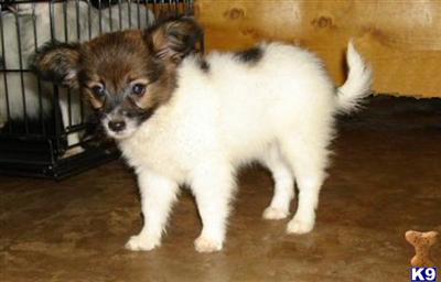 Papillon Puppies for Sale