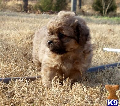 Mixed Breed Puppies for Sale