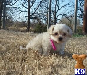 Mixed Breed Puppies for Sale