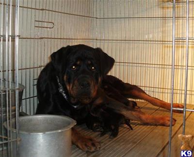 Rottweiler Puppies for Sale