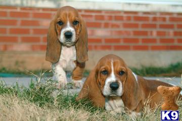 Basset Hound Puppies for Sale