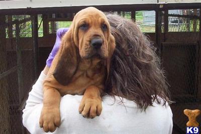 Bloodhound Puppies for Sale