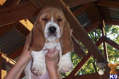 Basset Hound Puppies for Sale