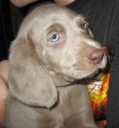 Weimaraner Puppies for Sale