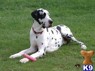 Stud Dog
