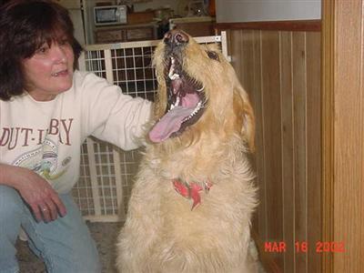 Stud Dogs - Labradoodle