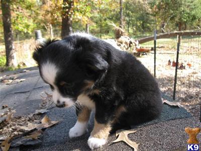 Miniature Australian Shepherd Puppies for Sale