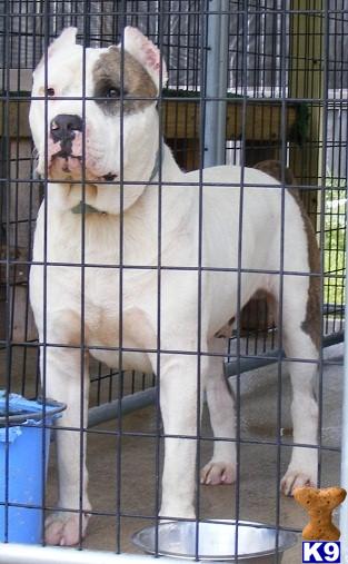 Dogs for Sale in FL