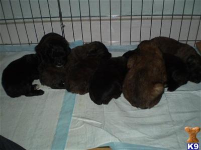 Puppies in MI