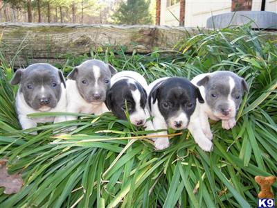 Puppies for Sale