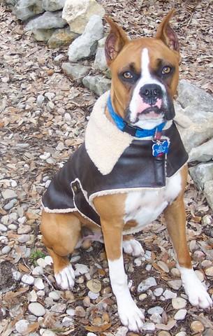 Stud Dogs - Boxer