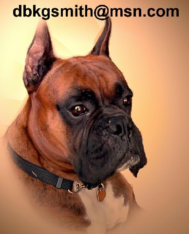 Stud Dogs - Boxer