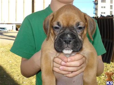 Puppies in WY