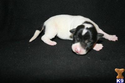Rat Terrier Puppies for Sale