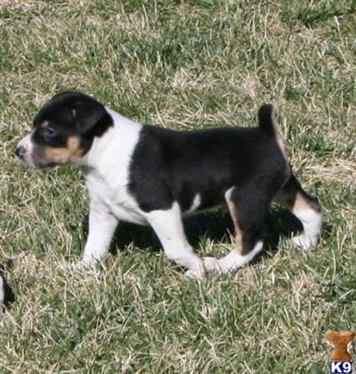 Rat Terrier Puppies for Sale