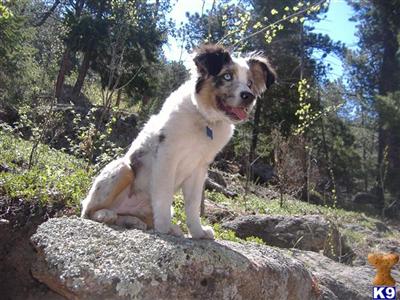 Stud Dogs in CO