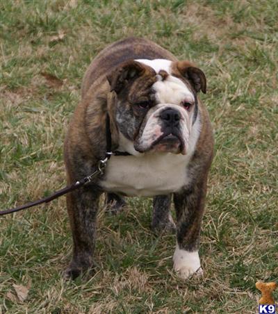 Bulldog Puppies for Sale