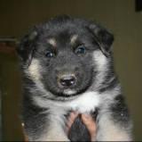 Puppies in NH