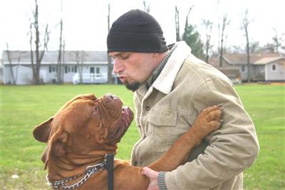 Stud Dogs - Dogue De Bordeaux