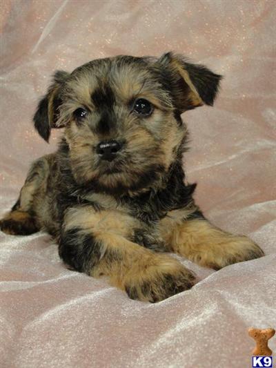 Puppies in IA
