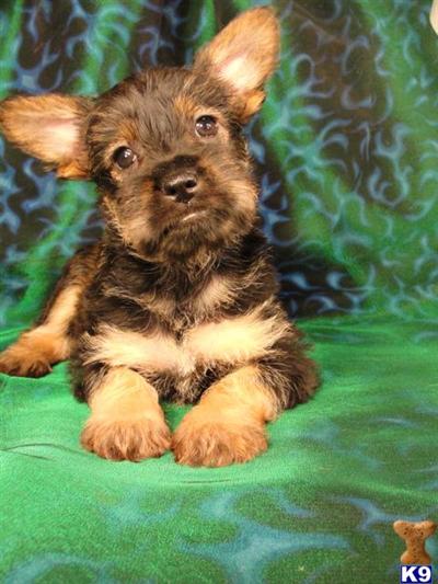Puppies in IA