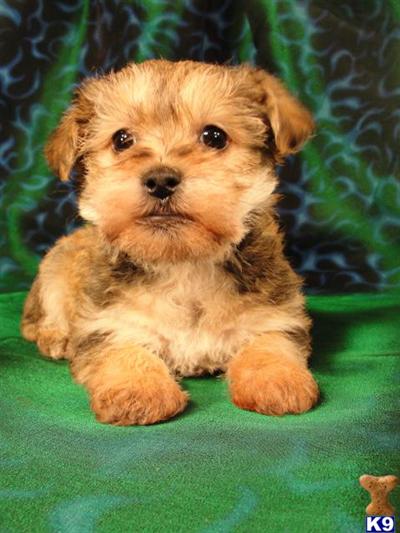 Puppies in IA
