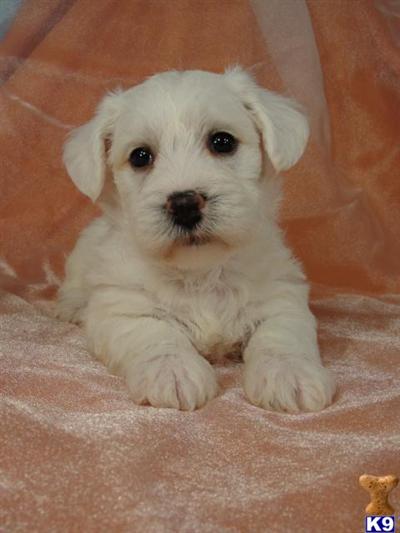 Schnoodle Puppies for Sale
