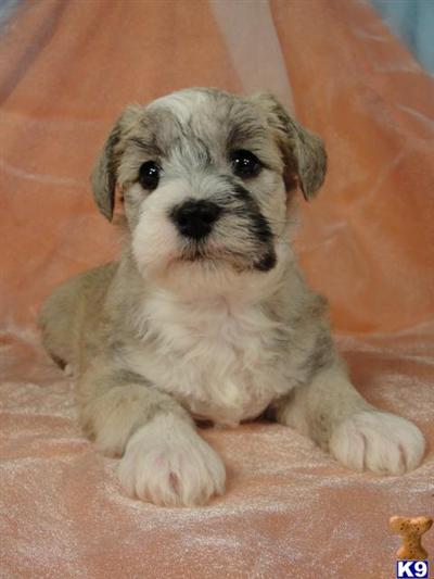 Schnoodle Puppies for Sale