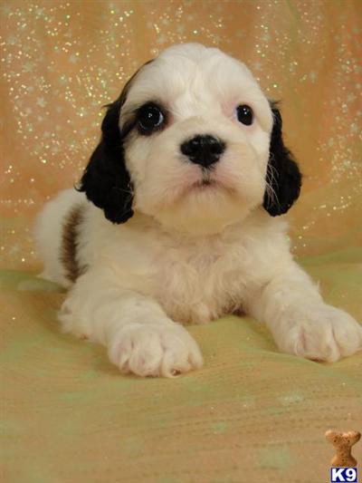 Puppies in IA