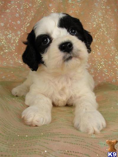 Puppies in IA