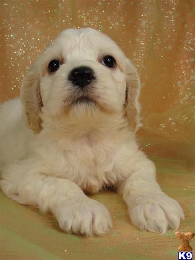Puppies in IA