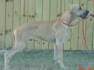 Dogs - Great Dane